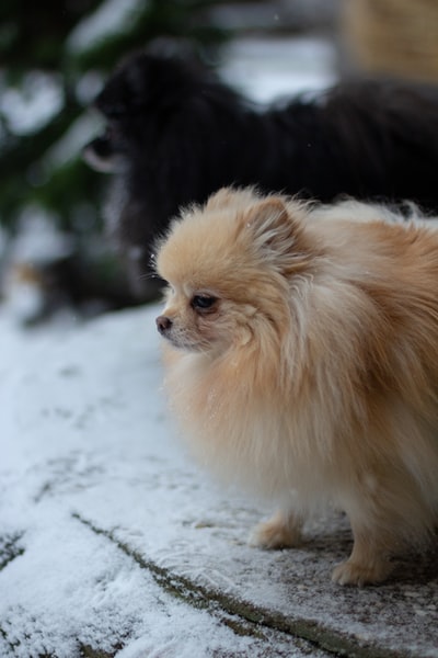 白天雪地上的棕色波美拉尼亚犬